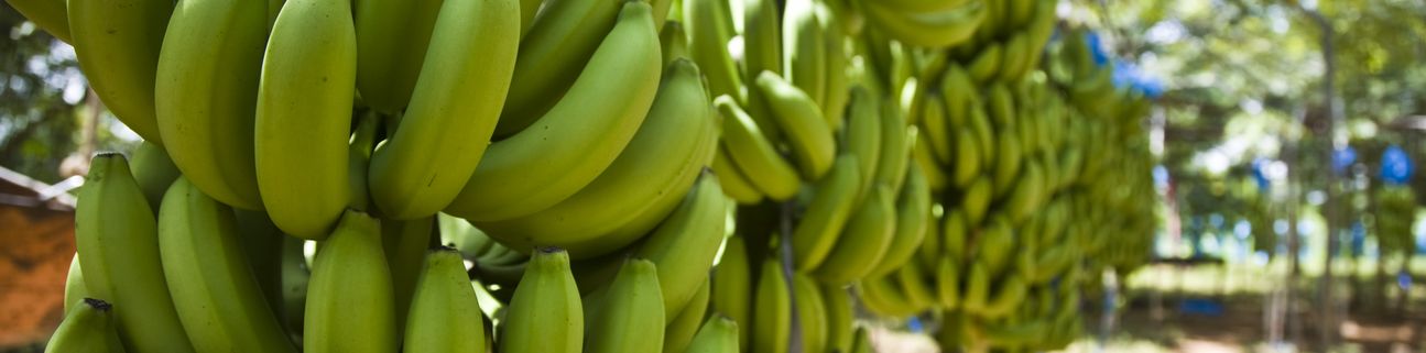 Credit: Nathalie Bertams Bild von Fairtrade-Bananen